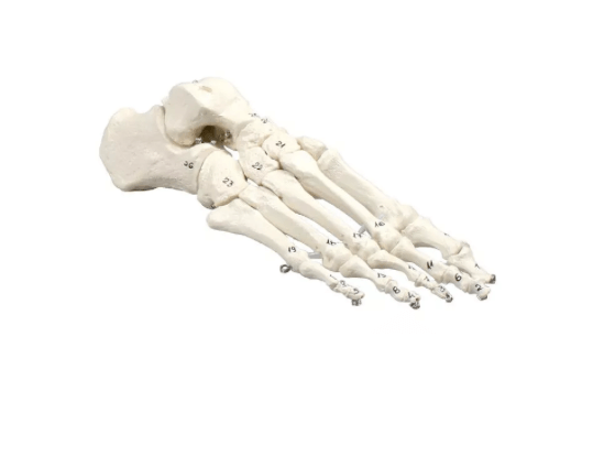 Fußskelett, nummeriert – anatomisches Modell mit Knochennummerierung für gezieltes Lernen - Erler - Zimmer